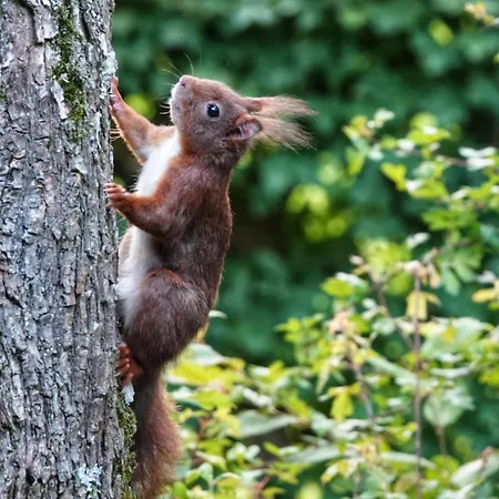 Σαλέ Le Daim La Boverie