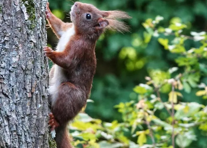 Chalet Le Daim La Boverie